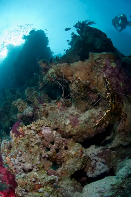 IUUF Coral Reef Destruction