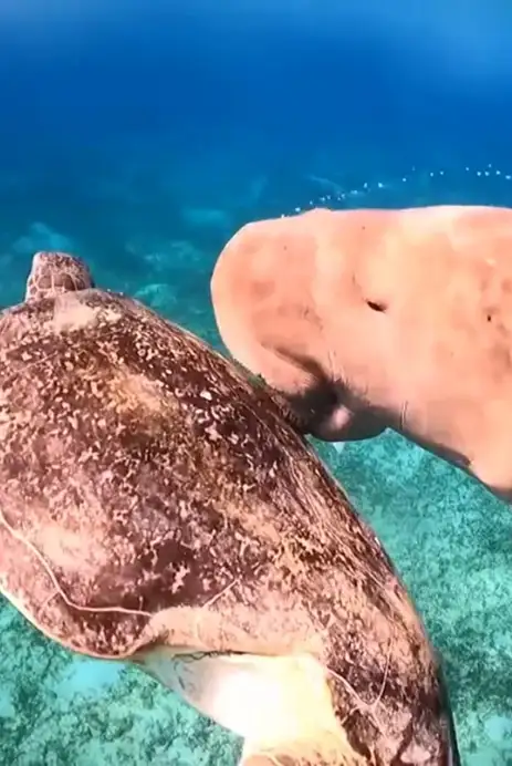 Dugong Sea Turtle