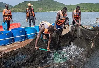 Kenya Aquaculture