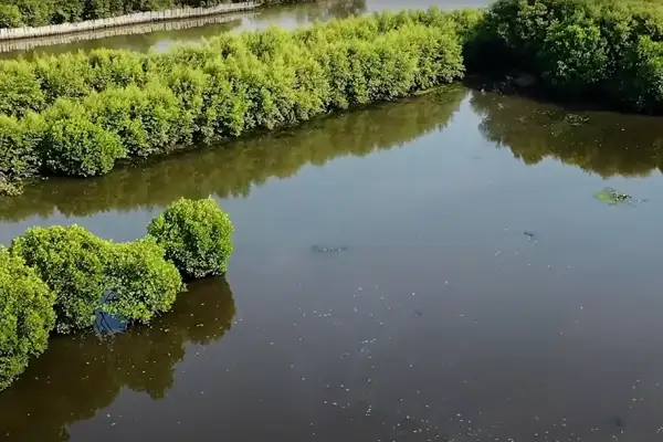 Revived Mangrove Ecosystem